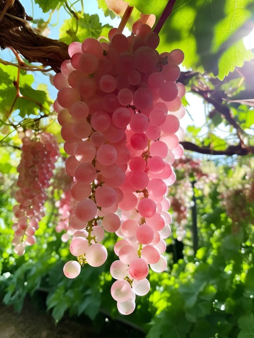 串串原创头像,串串logo头像图片