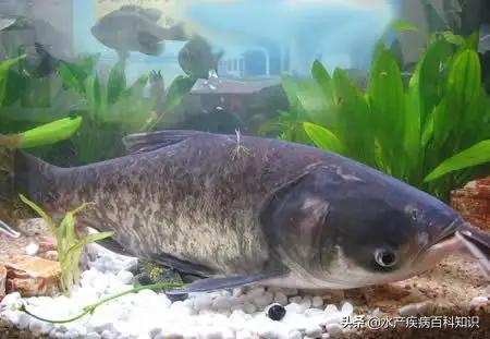 怎么让花白鲢活过两天,花白鲢在一天中进食的最佳时机