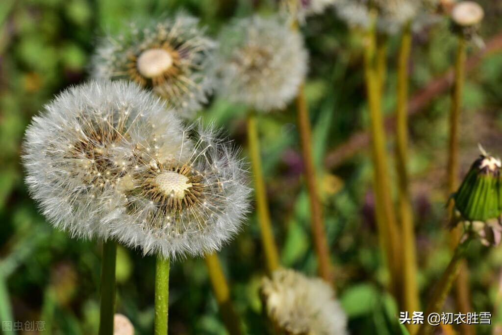 小满三候的古诗,小满三候的诗歌