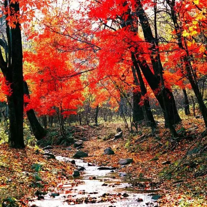 金秋吉林，“醉”美五地，承包你对秋天的所有幻想