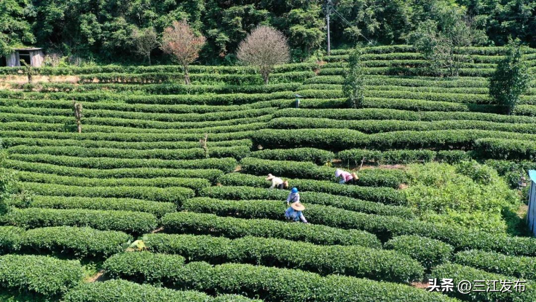 乡村振兴与脱贫攻坚衔接工作思路,茶产业助推脱贫攻坚座谈会