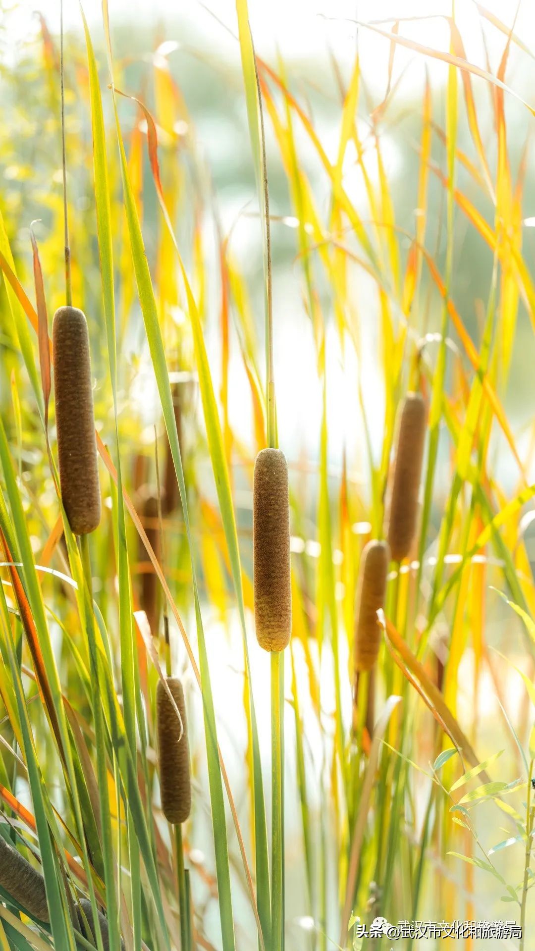 明天出太阳，到东湖捡叶子去！
