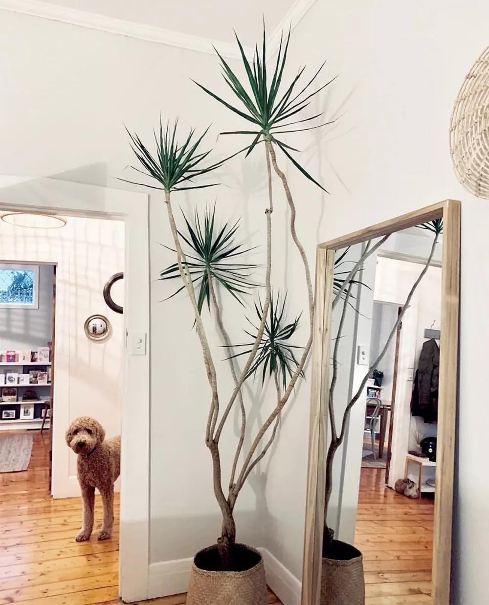 客厅实用盆栽植物有哪些,客厅一般放什么植物盆栽比较好