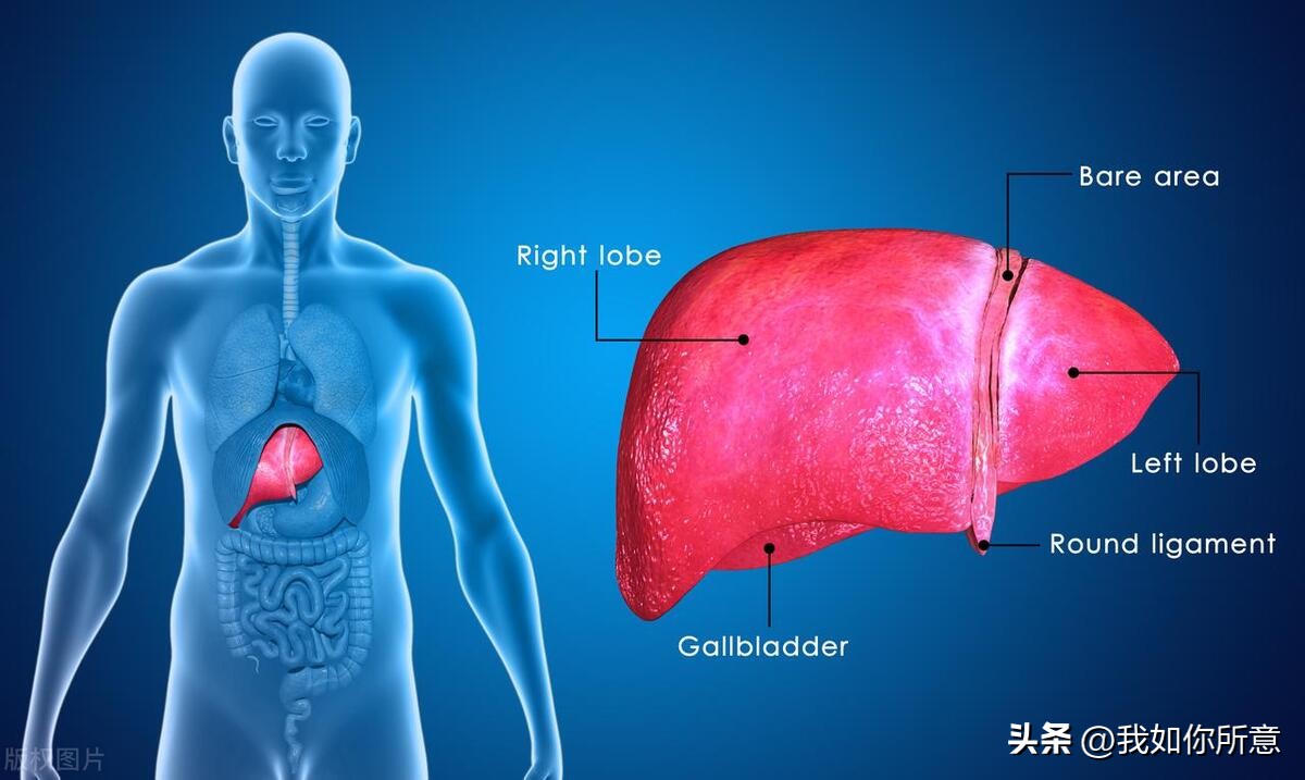 左旋肉碱用于减肥在什么时候服用,左旋肉碱运动完吃效果更好