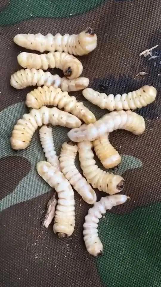 可以作为鱼饵的动植物有哪些,什么样的藻类植物可以做鱼饵