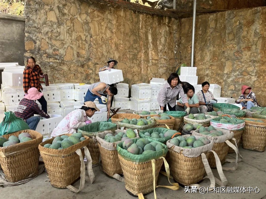 丰收时节采摘忙葡萄飘香迎客来,丰收的季节硕果累累芒果飘香