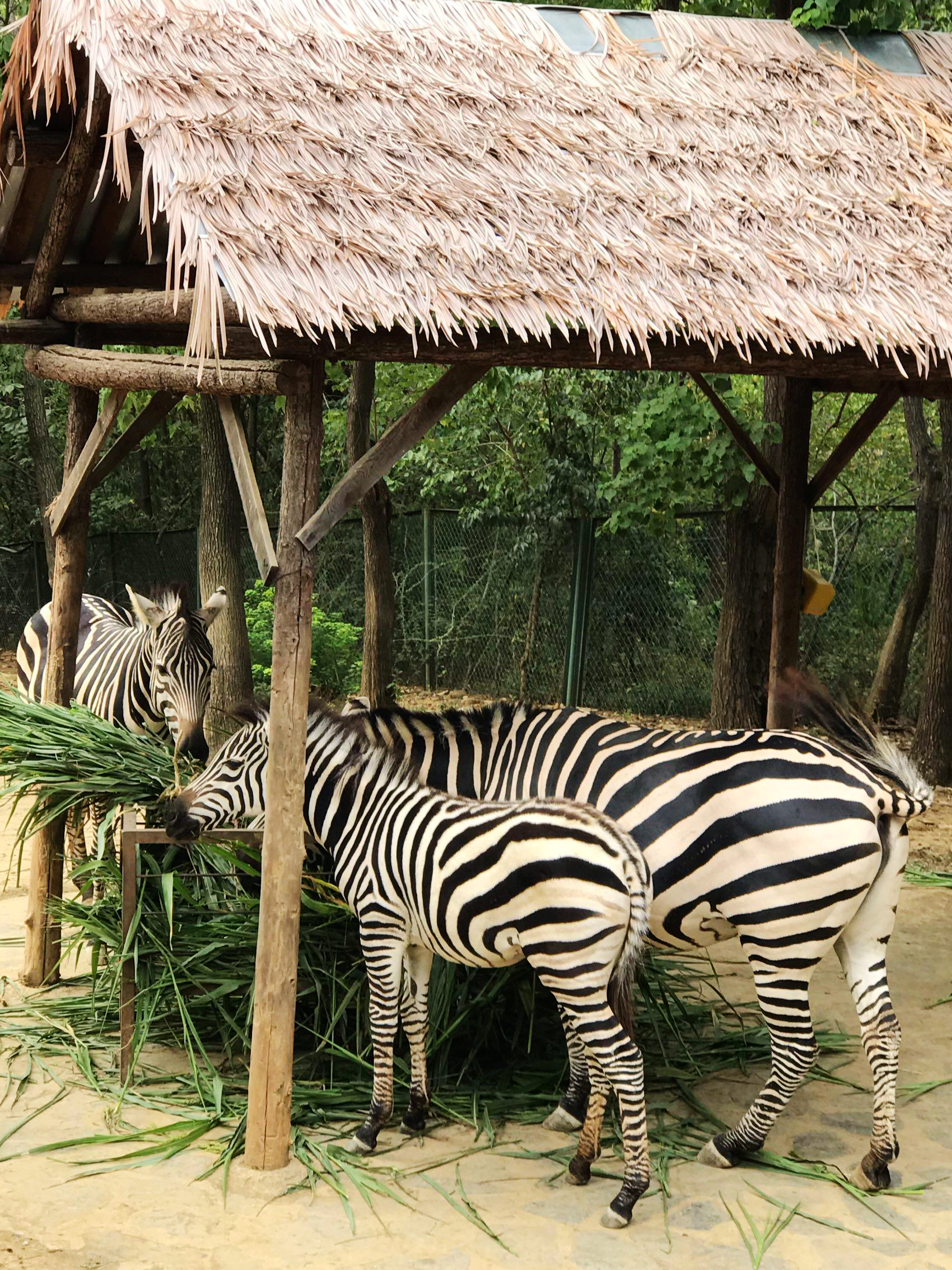 合肥野生动物园带孩子去攻略,合肥野生动物园游玩时间