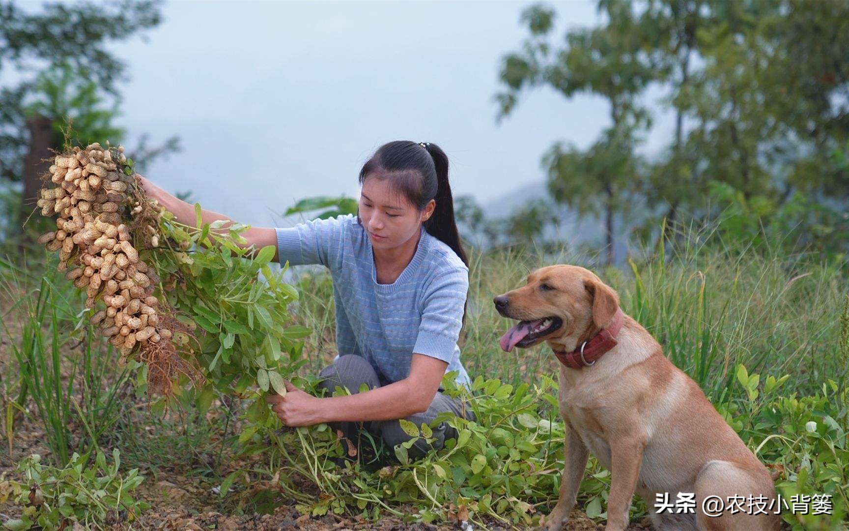 怎样解决花生空壳问题,花生空壳原因及防治方法