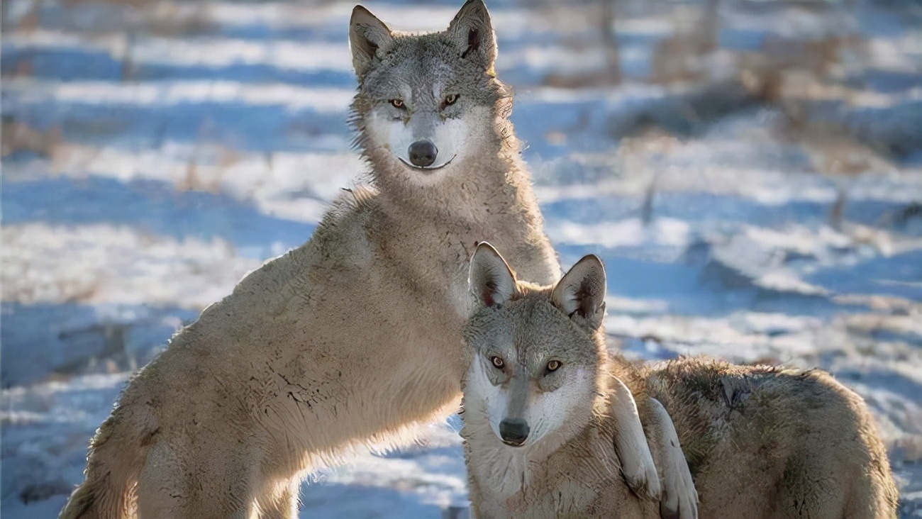 狼和狗是同一种动物,狼和狗是同一物种