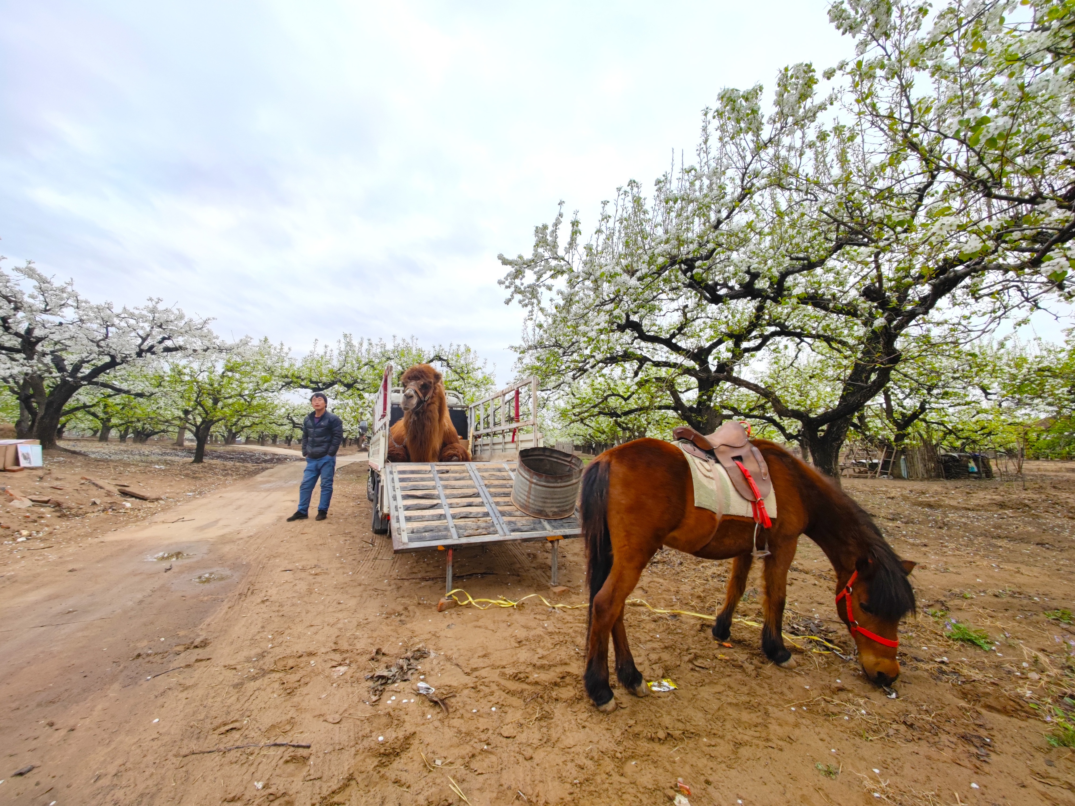 北京万亩梨花园,踏青好去处梨花节打卡地