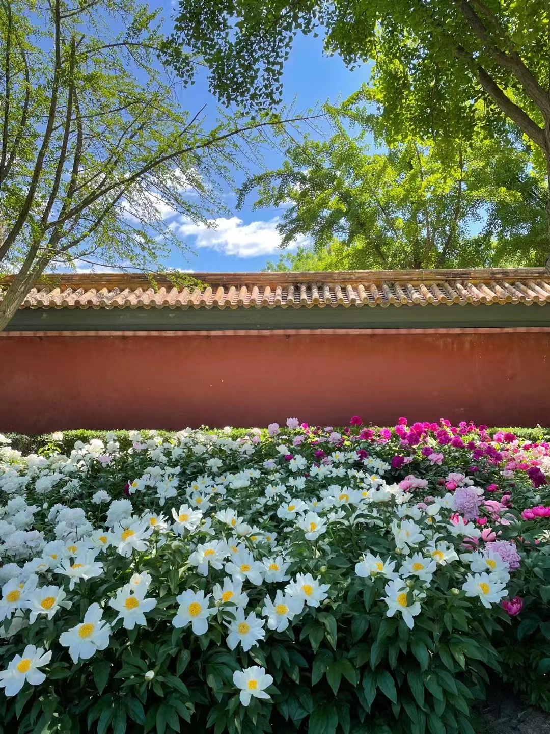 来北京一定要去一趟景山公园,北京景山公园春节风景
