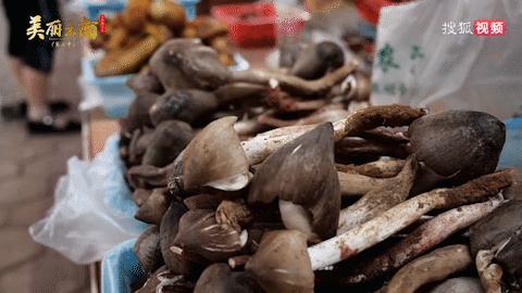 云南好吃的野生菌有哪些,云南野生菌最好吃的哪几种