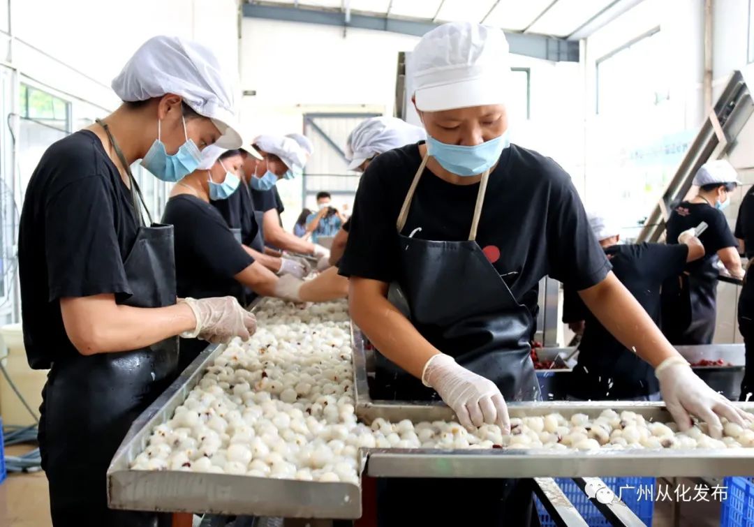 荔枝产业乡村振兴,广州从化电商工匠助荔行动开启