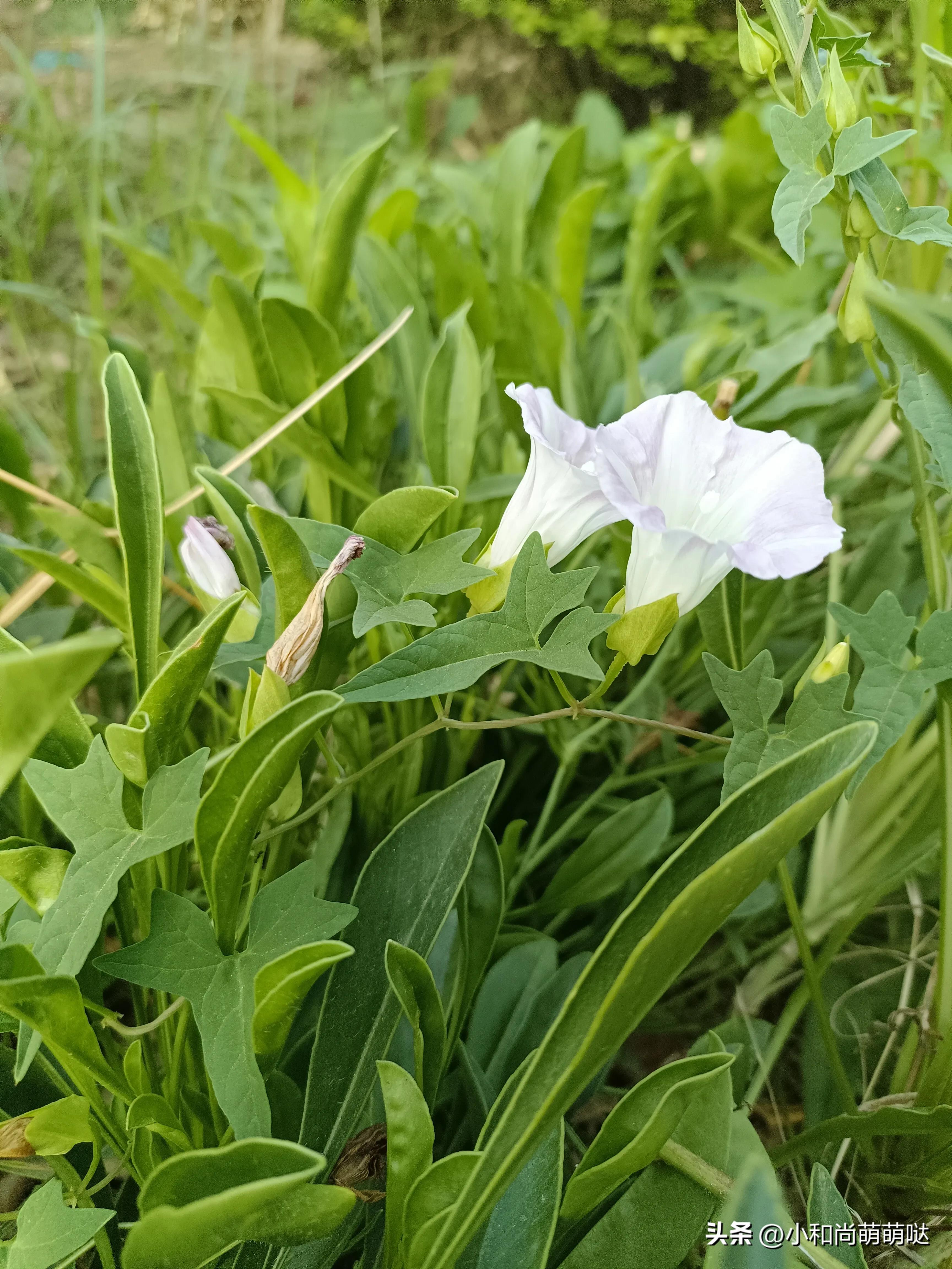 结婚早上吃席是什么礼数,喜宴吃席什么讲究和礼仪