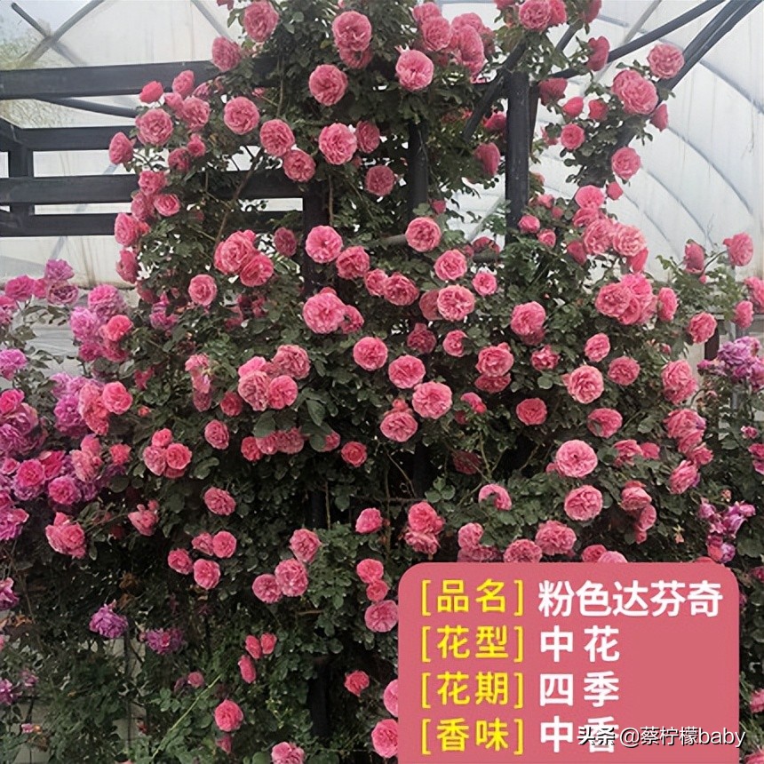 路边的蔷薇花是什么品种,哪个品种蔷薇花最好看最香