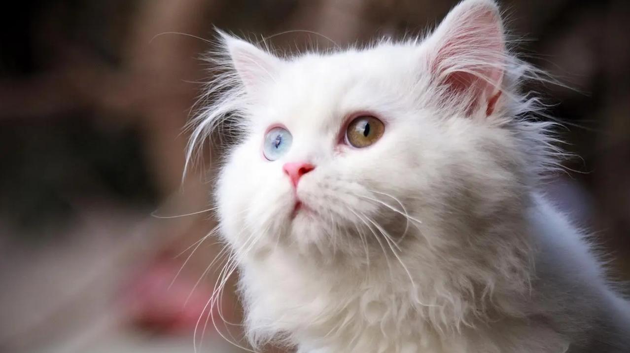 为什么猫咪在视频里不认得主人,猫咪为什么不往上看