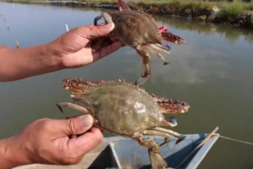 小螃蟹变身抢手货，小虫子变为致富法宝，男子年销8000万