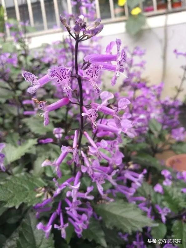 什么花有驱蚊效果适合家里养,驱蚊虫的花适合在室内养的