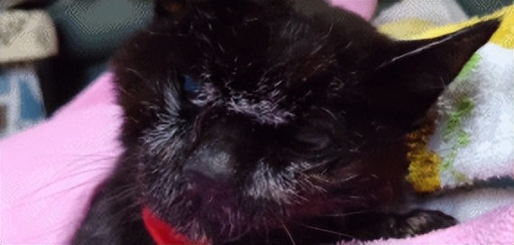 最长寿猫咪死亡,世界上最长寿的猫咪去世