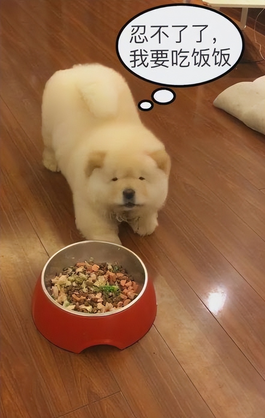 狗中大熊猫——松狮犬，丝毫不输国外犬