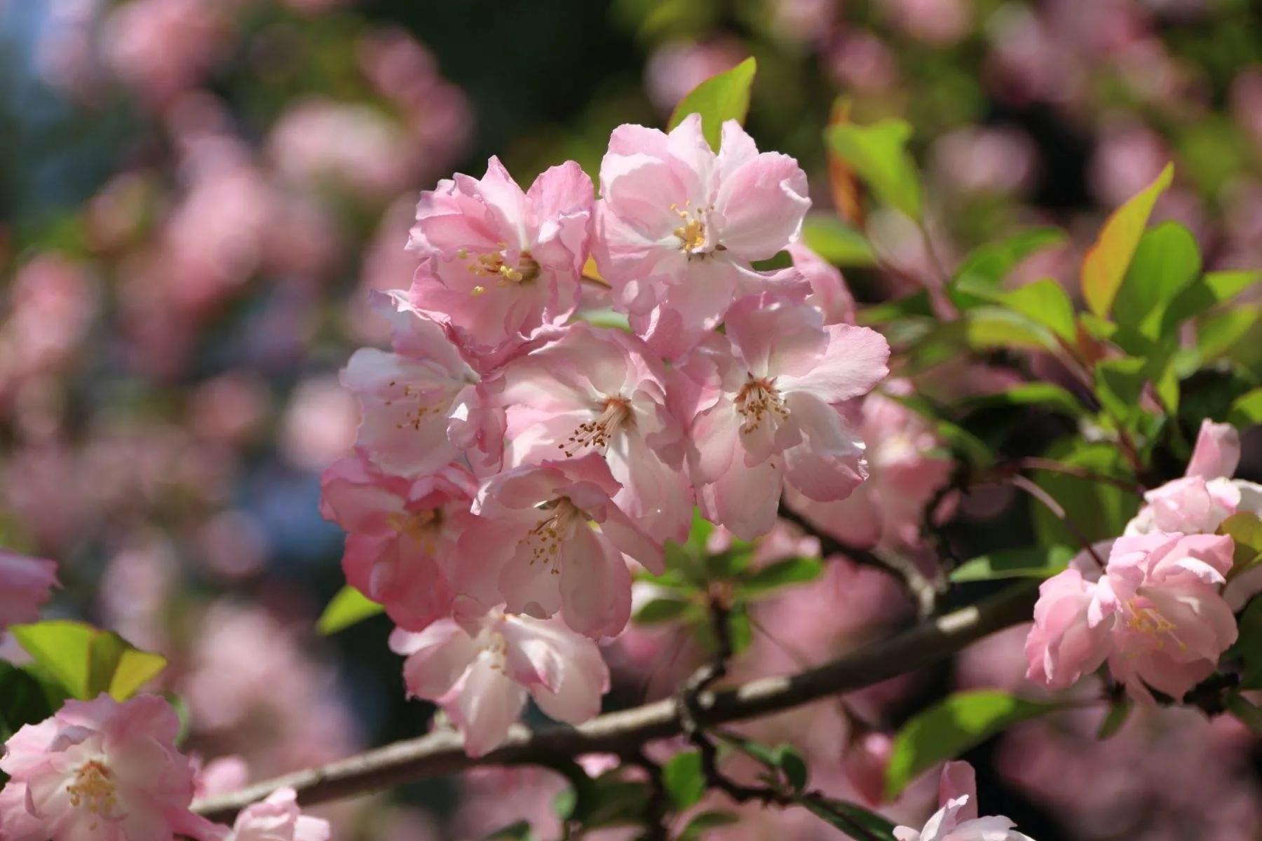 近代四大买办 (近代买办阶层的形成发展和衰落)