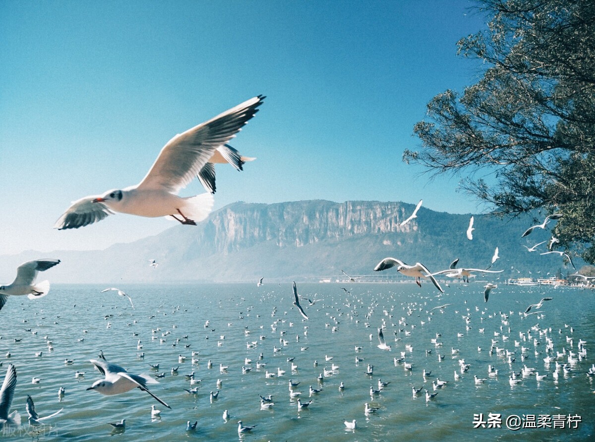 令人念念不忘的现代诗歌,让人泪下的诗歌