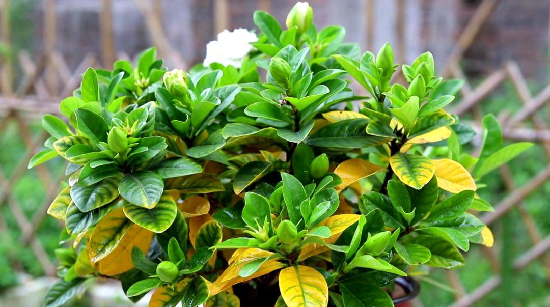 栀子花怎么避免小黑虫,栀子花怕什么碱