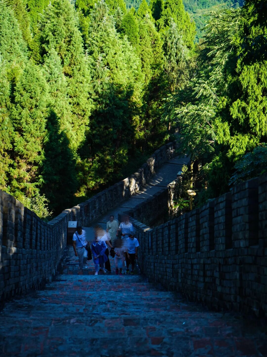 金鸡菊花海旅游攻略,金鸡菊花海美景