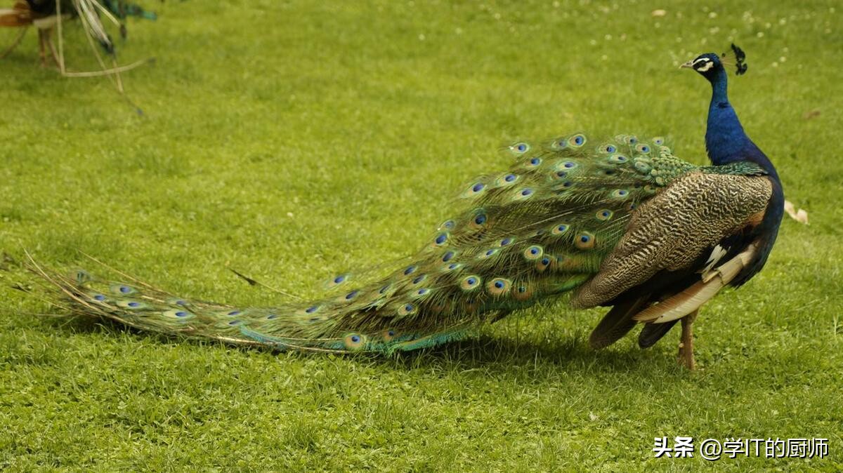 孔雀养殖一亩能赚多少钱,孔雀养殖前景和投资