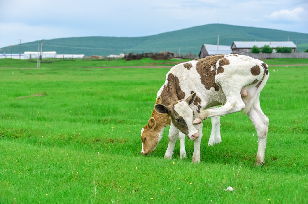 清明节去哪儿旅游最好内蒙古,清明节去草原旅游怎么样