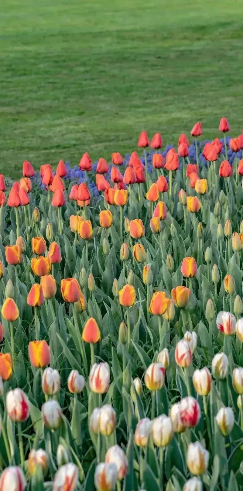 日本100个最佳樱花景点,日本十大樱花景点