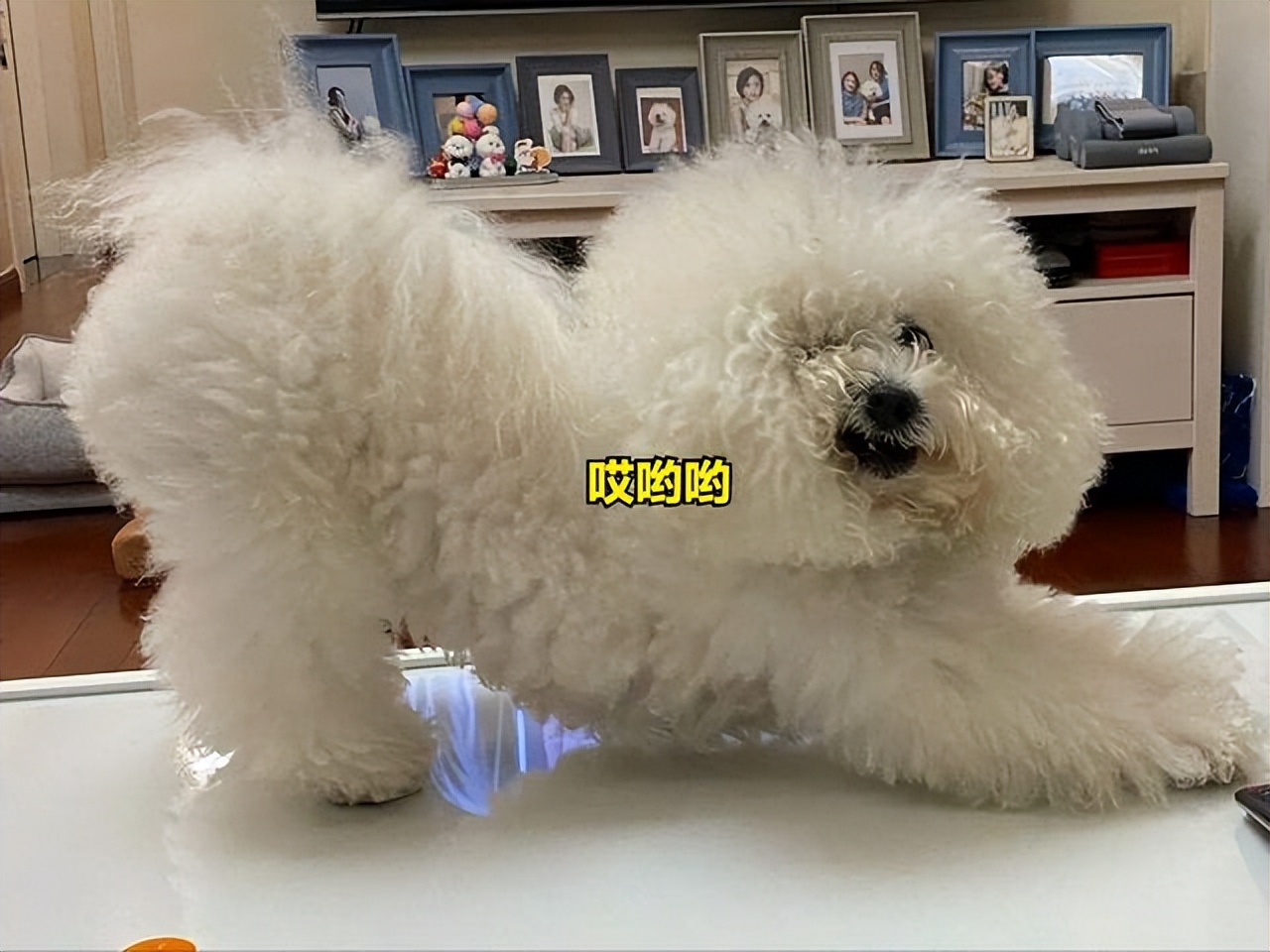 狗狗对你侧躺表示什么,狗狗向你伸懒腰表示什么