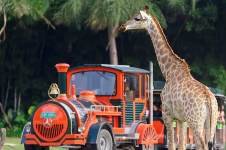 住野趣C位-广州长隆酒店！含高级客房+童趣乐园+广州长隆园区门票