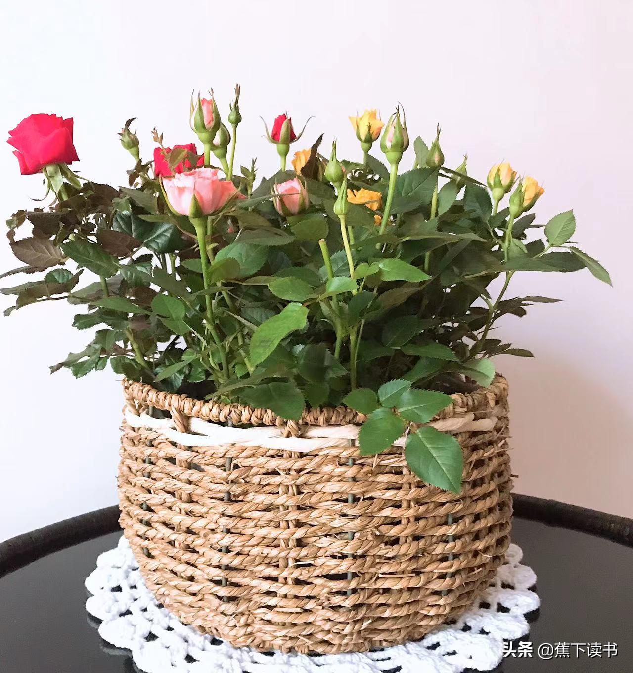 岁月不停往前走歌名,玫瑰花瓣一片一片飘落在眼前