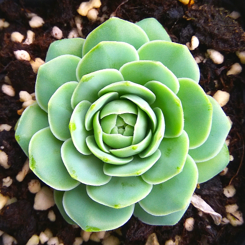 十二卷多肉的品种图鉴,100种多肉植物图片大全