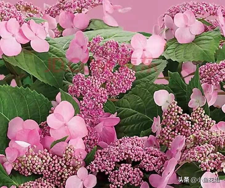 有一种花很好看但是很臭,名字很难听却很漂亮的花