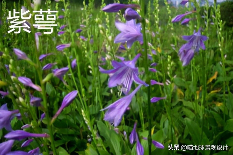 山东地区适合种植什么草皮,山东地区草坪