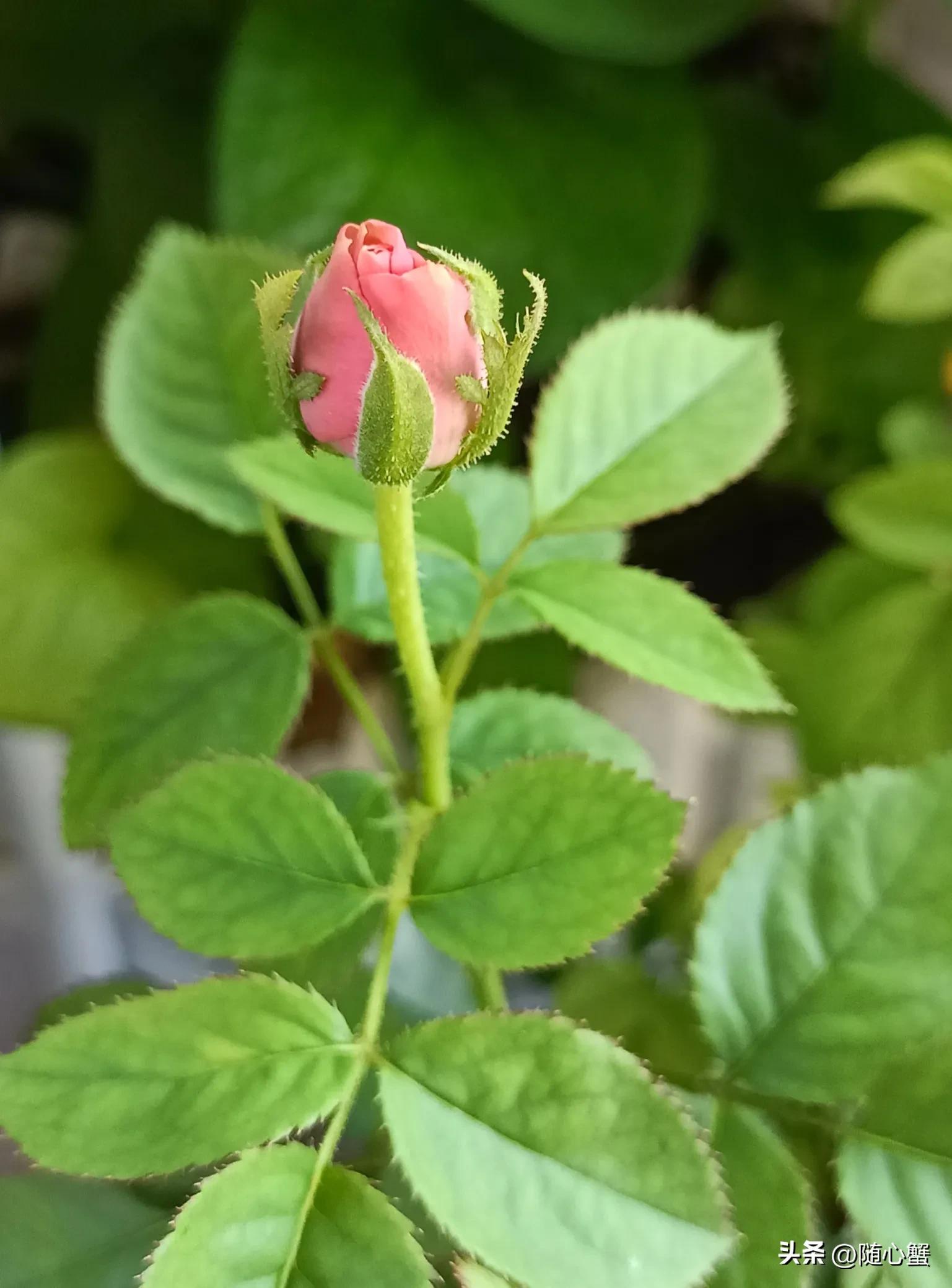 侍花弄草04风姿绰约之月季——粉佳人