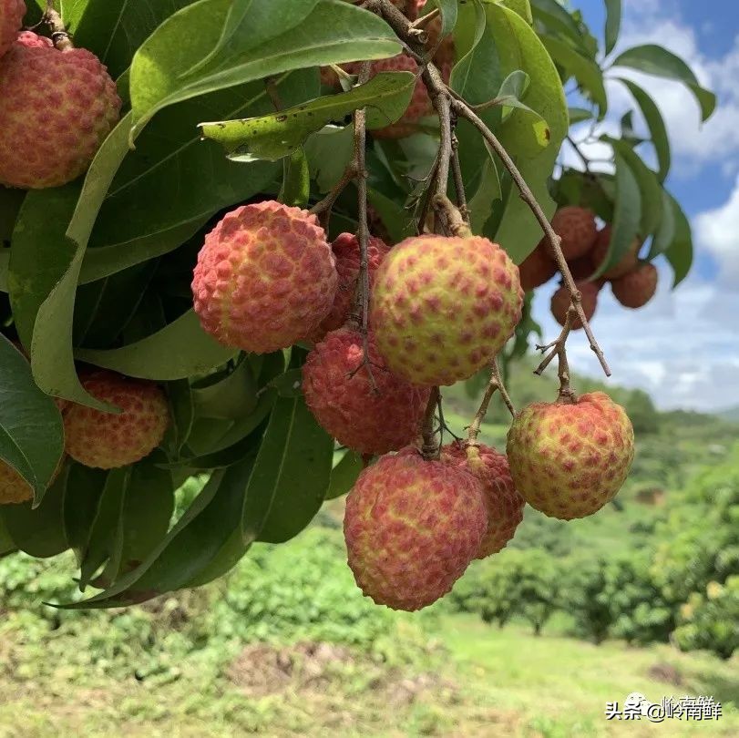 全球最好吃的荔枝在哪里,荔枝哪个品种最好吃