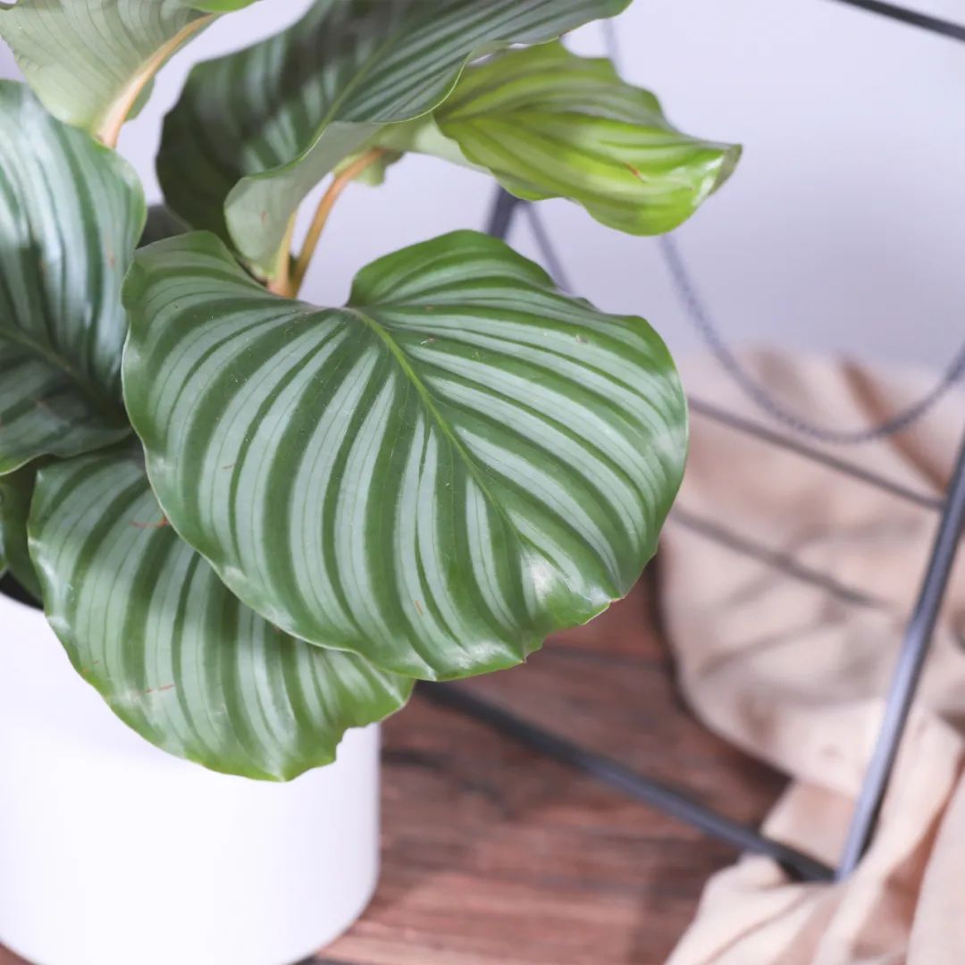 发财树绿萝吊兰怎么养怎么换盆,发财树绿萝金钱树这类花怎样养护