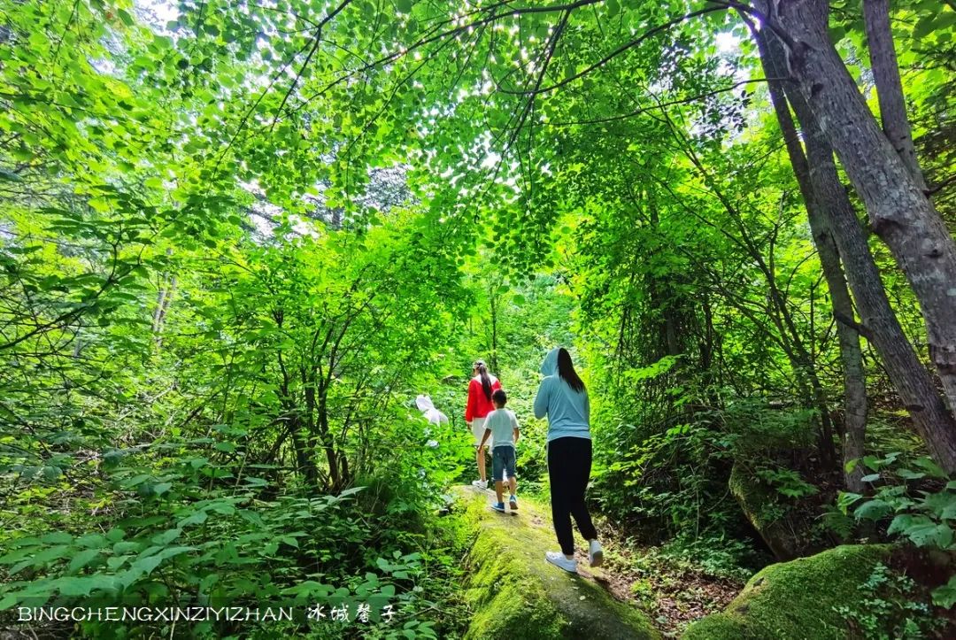 火山口国家森林公园与地下森林,清凉度夏探秘地下森林