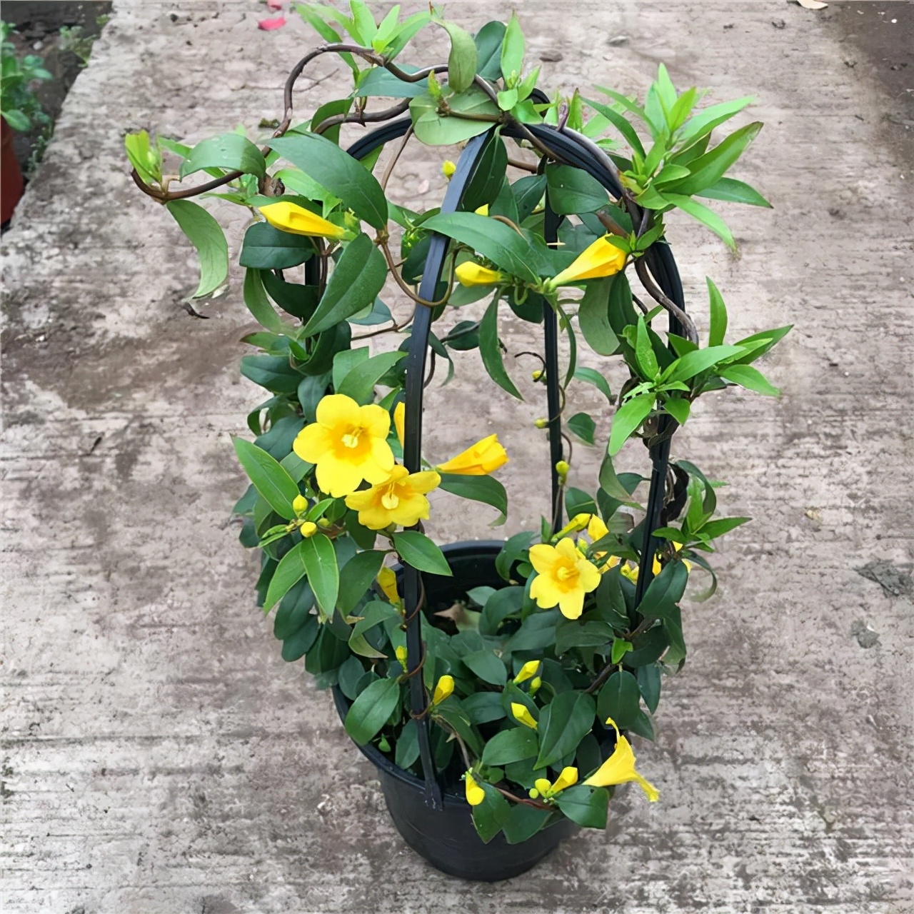 养花就养这几款花朵,养花大全喜阴的花卉