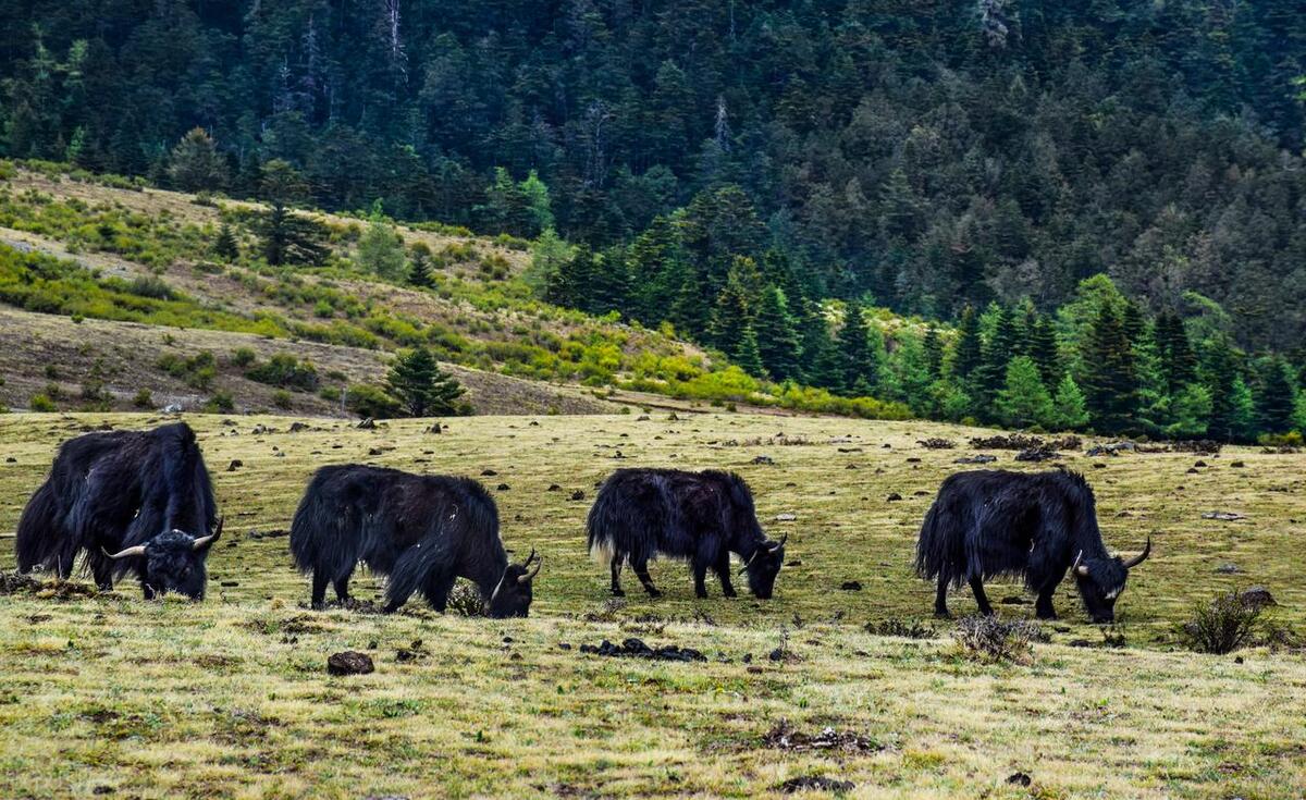玉龙雪山都有哪些景点一日游,玉龙雪山一日游500贵吗