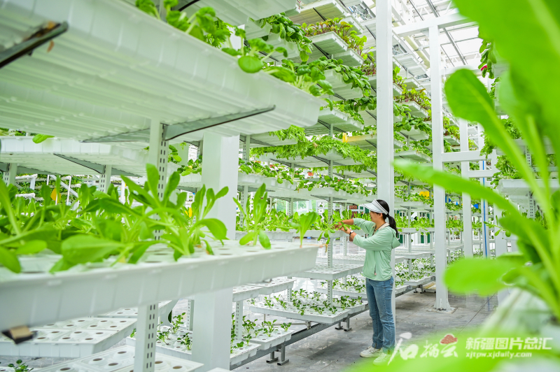 宣城智慧农业种植,科学种植助力现代农业跨越提升