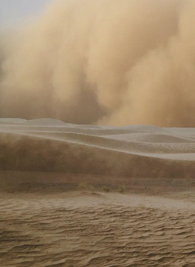 洪水来临后蜘蛛会怎么做,暴雨蜘蛛泛滥成灾