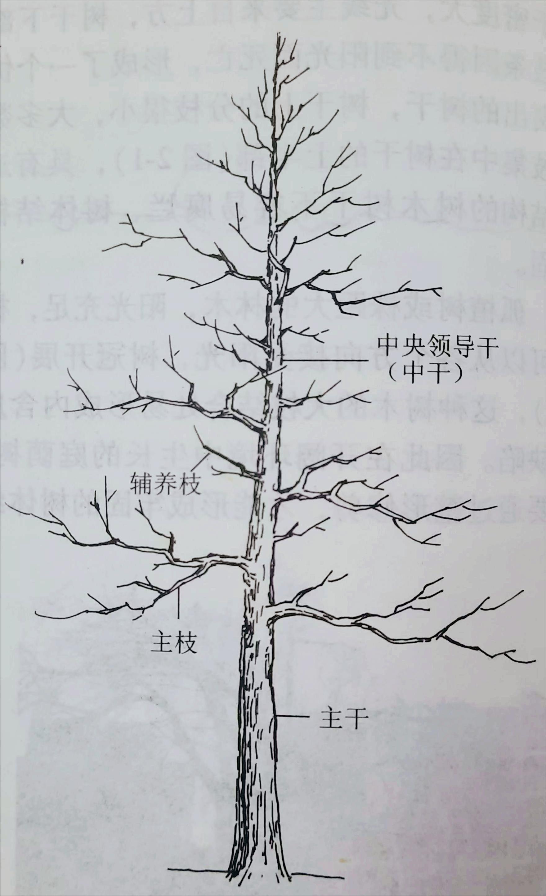 国槐价格当今行情,国槐苗木价格低迷