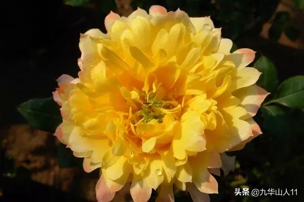 大花浓香勤花的月季品种,大花月季品种介绍大全图片及价格