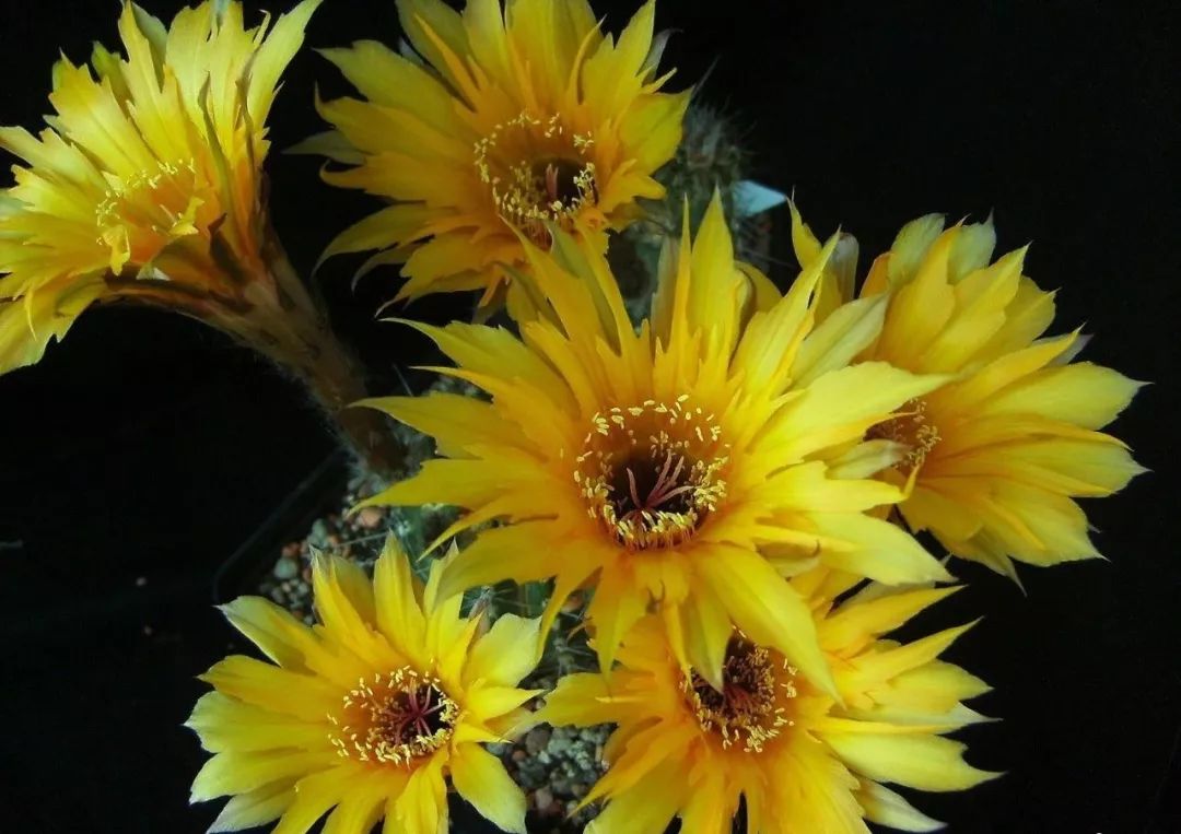 200种·仙人球开花图鉴，大开眼界，美到爆