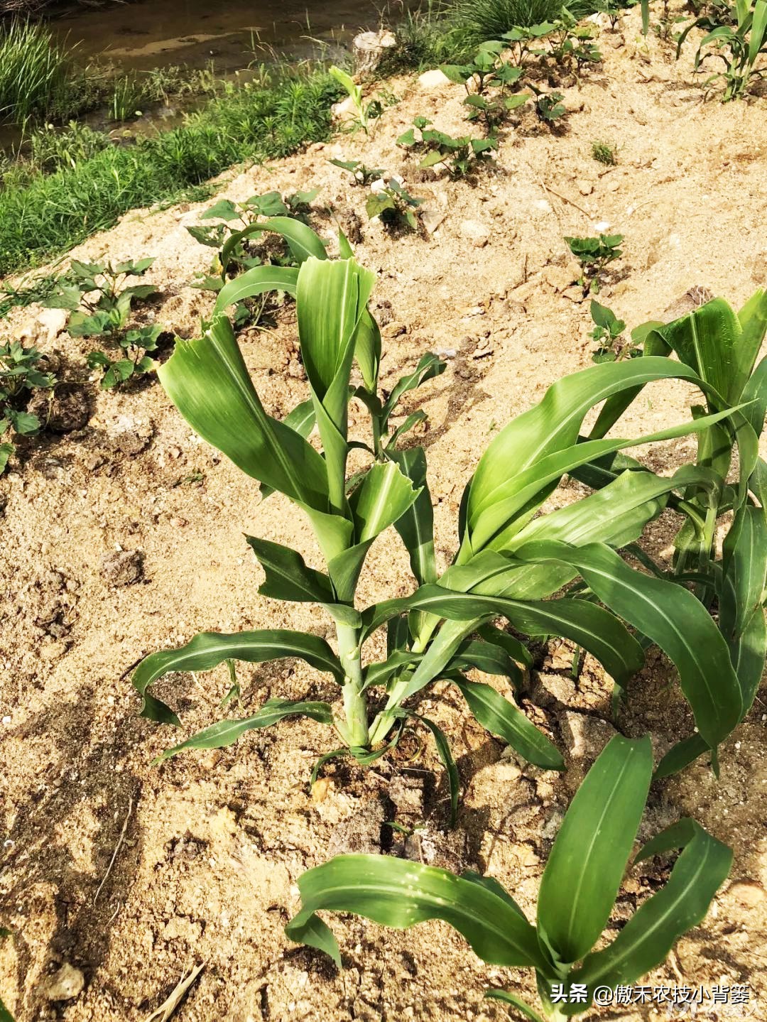玉米根部出现畸形的原因,玉米卷叶头歪怎么办