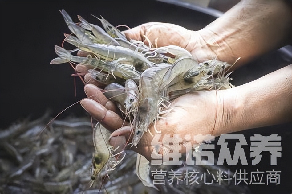 对虾各阶段饲料用量,对虾养殖饲料用量